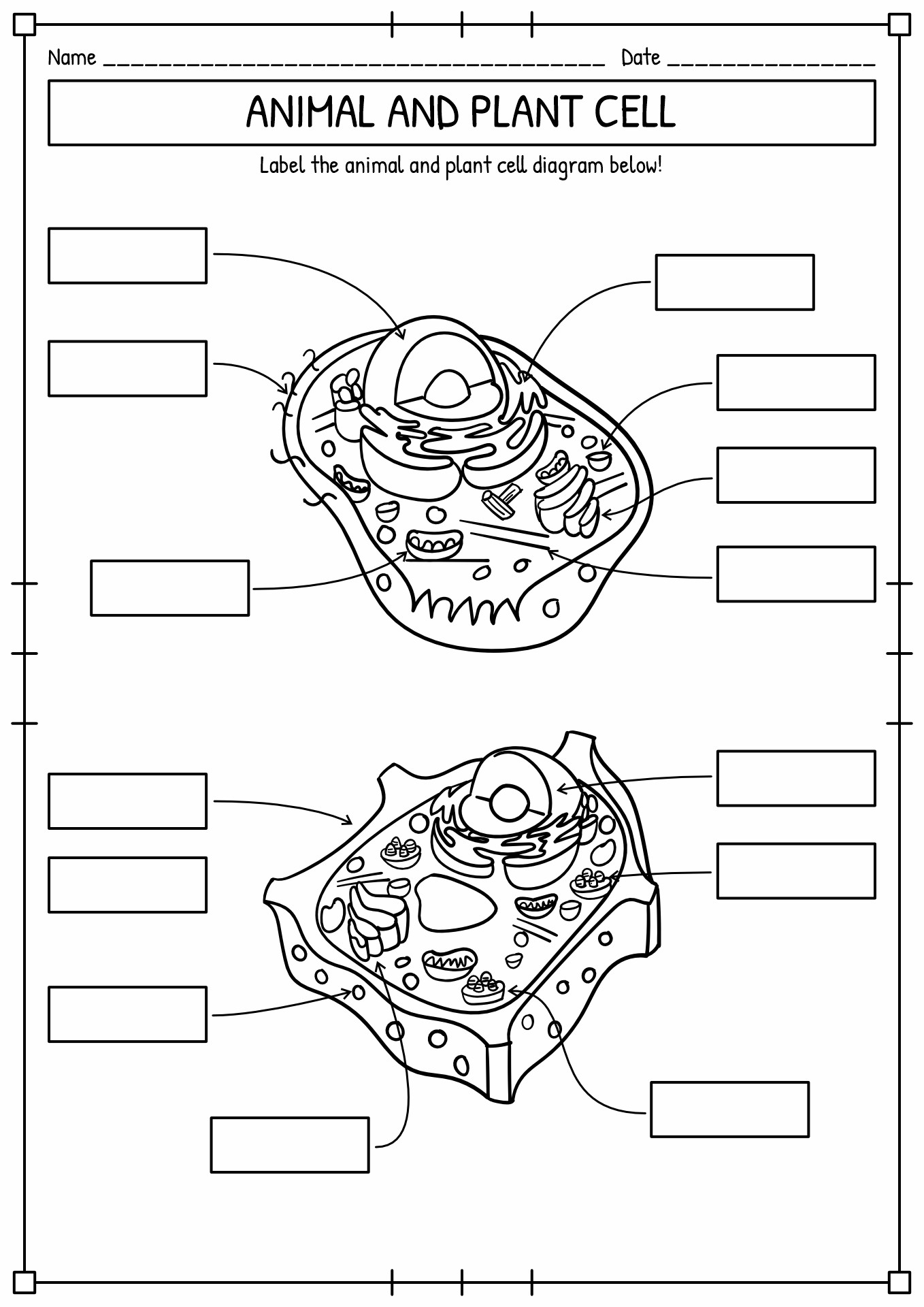 Plant and Animal Cell Organelles Worksheet Image
