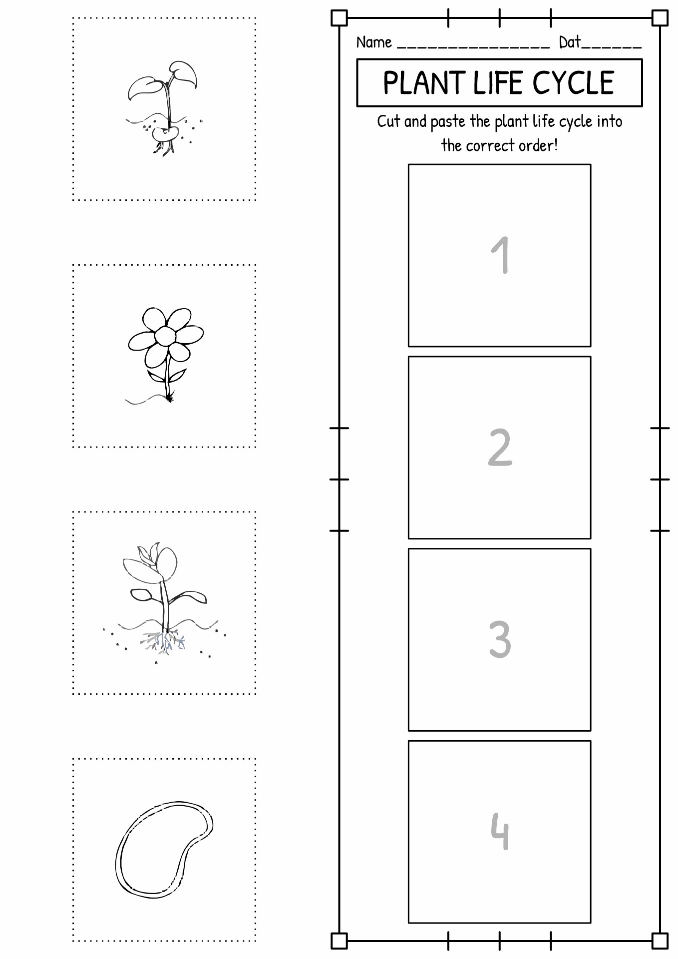 Plant Life Cycle Worksheet Cut and Paste Image