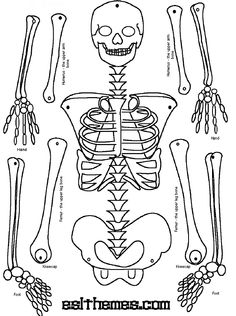 Skeleton Body Part Cut Outs Skeletal Systems Image