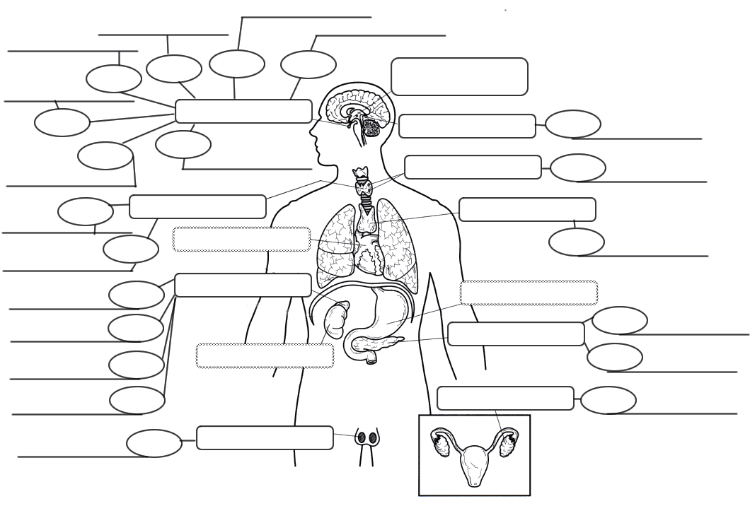 13-human-reproductive-system-diagram-worksheet-worksheeto