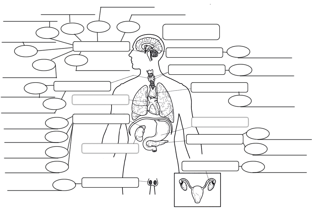 human-endocrine-hormones-worksheet-answers-ivuyteq