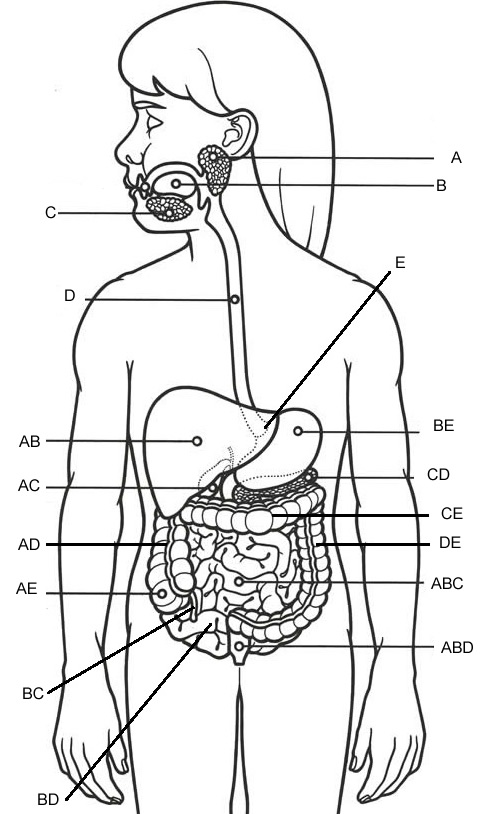 Digestive System Label Worksheet Image