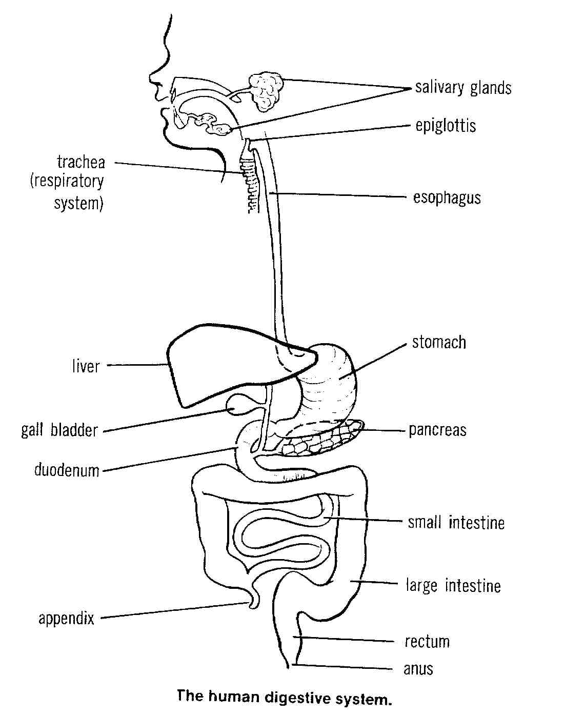 Human Digestive System Parts Image