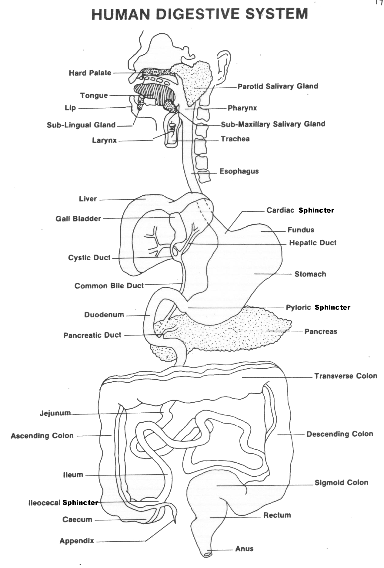 Human Digestive System Worksheet Answers Image