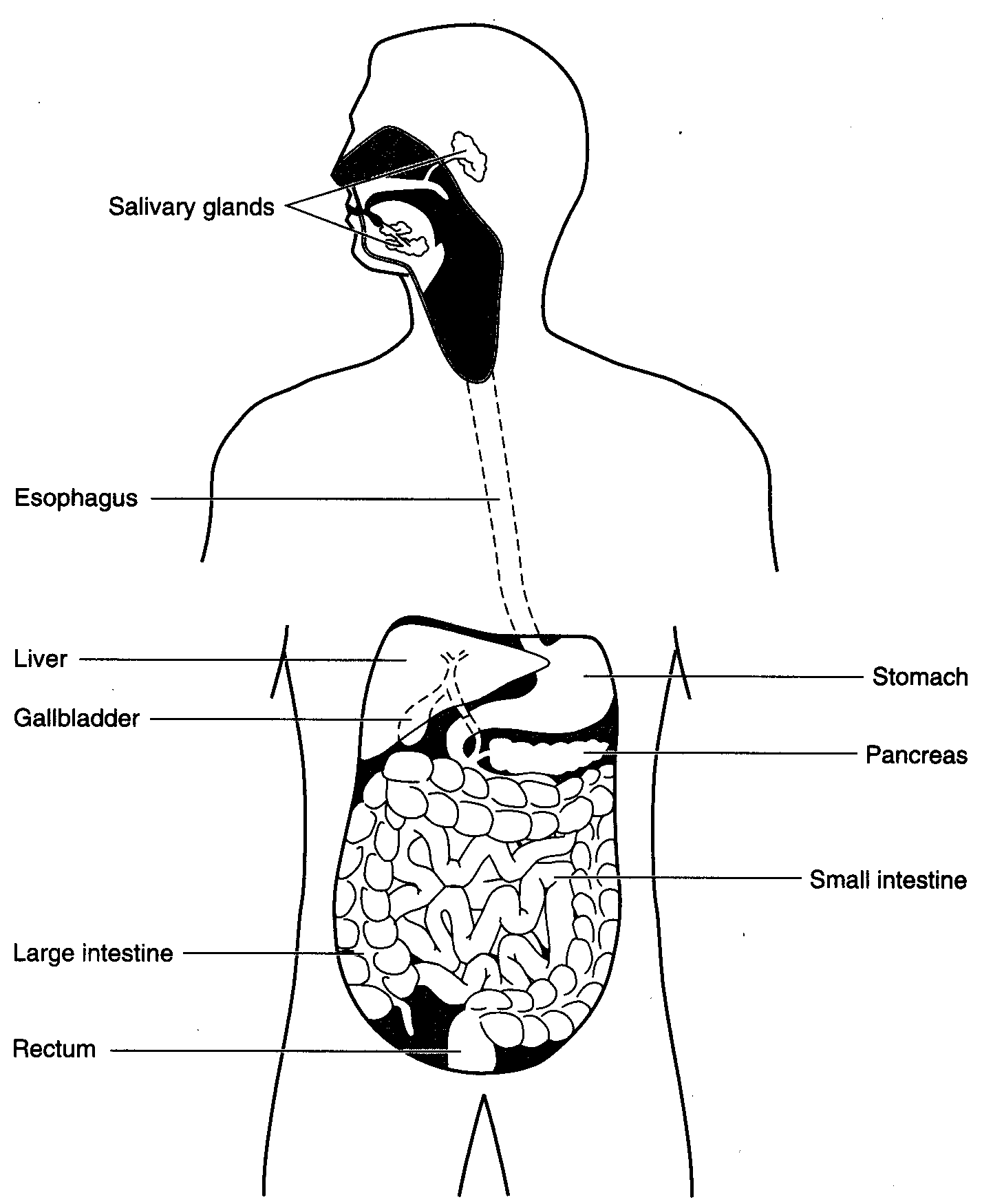 Human Digestive System Worksheet Image