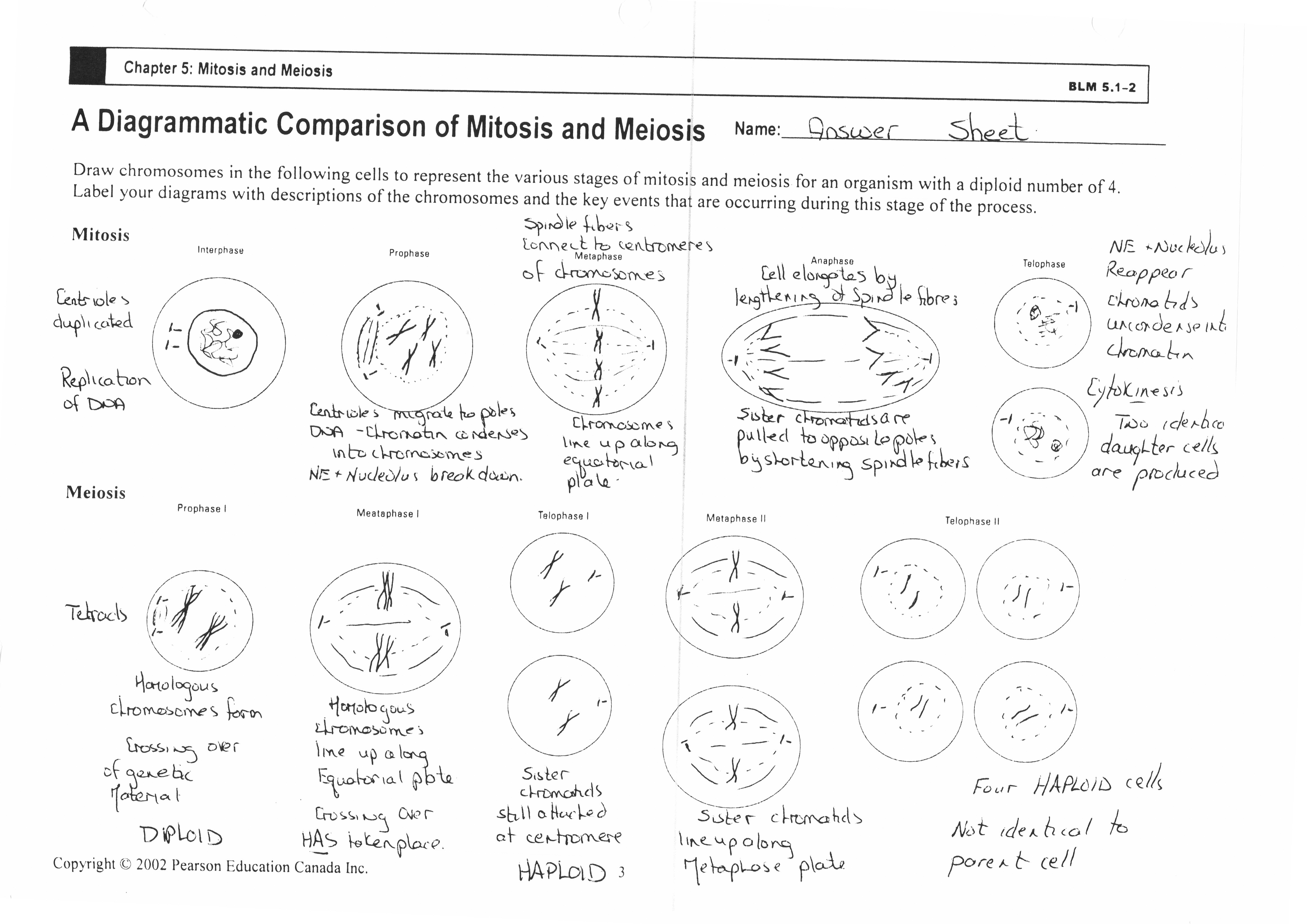 Meiosis and Mitosis Worksheet Answers Image
