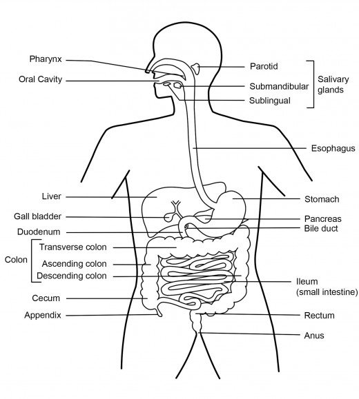 Simple Diagram Digestive System Image