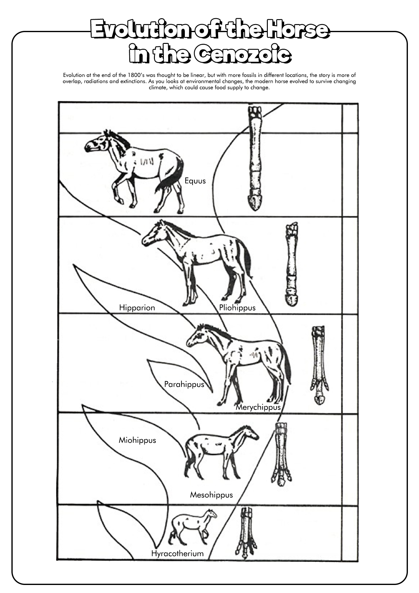Evolution of the Horse Worksheet Image