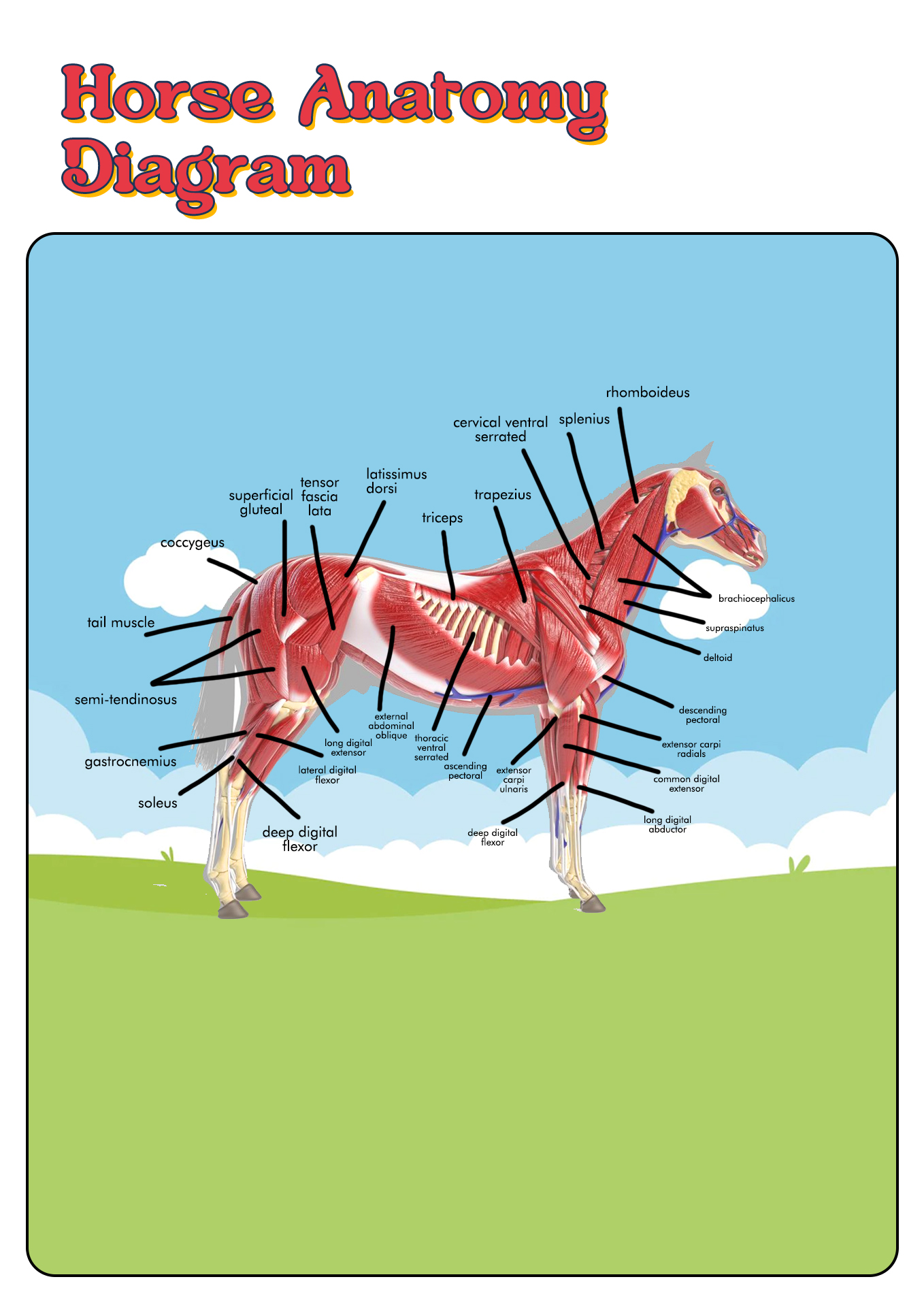 Horse Muscle Anatomy Image