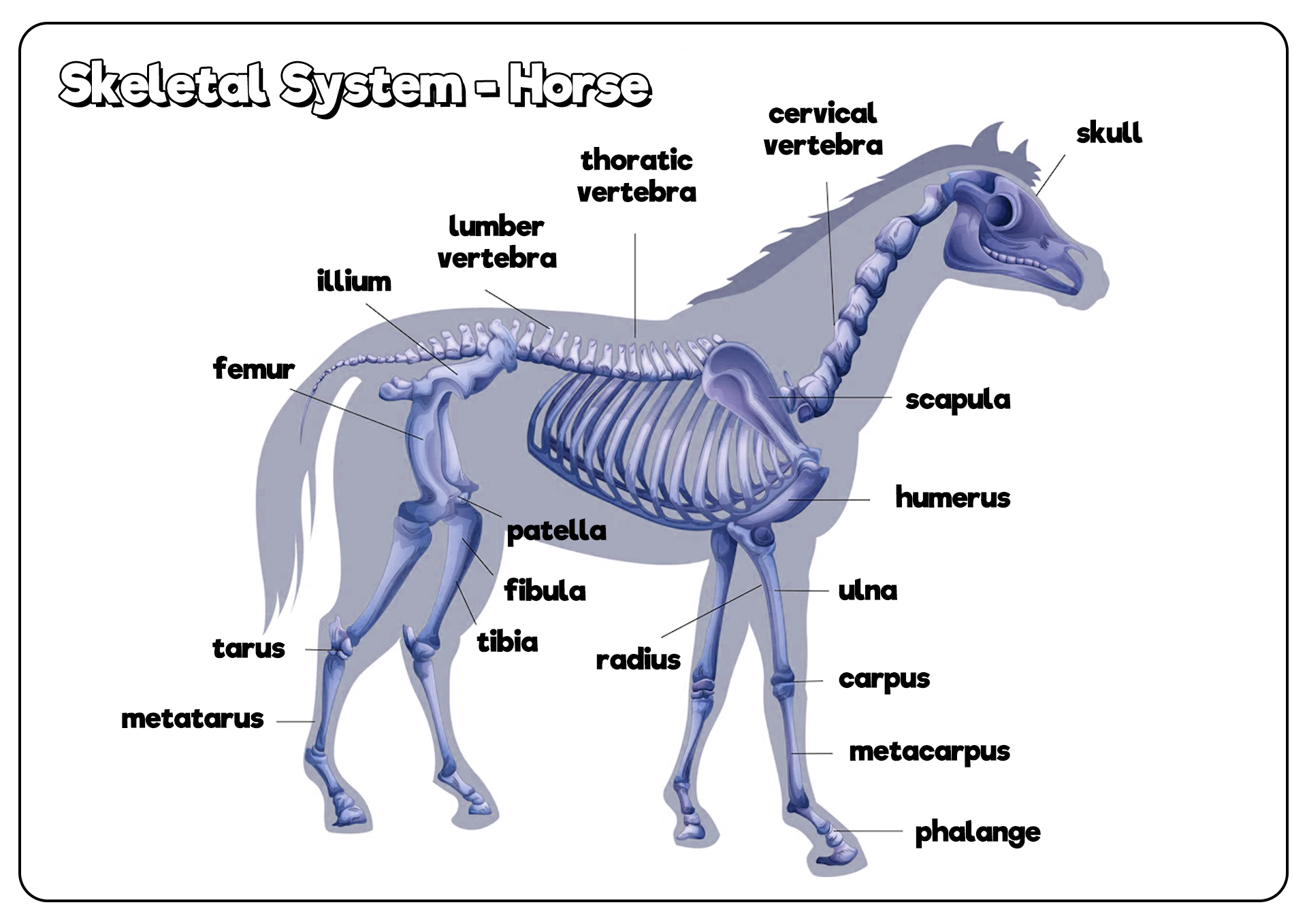 Horse Skeleton Diagram Image
