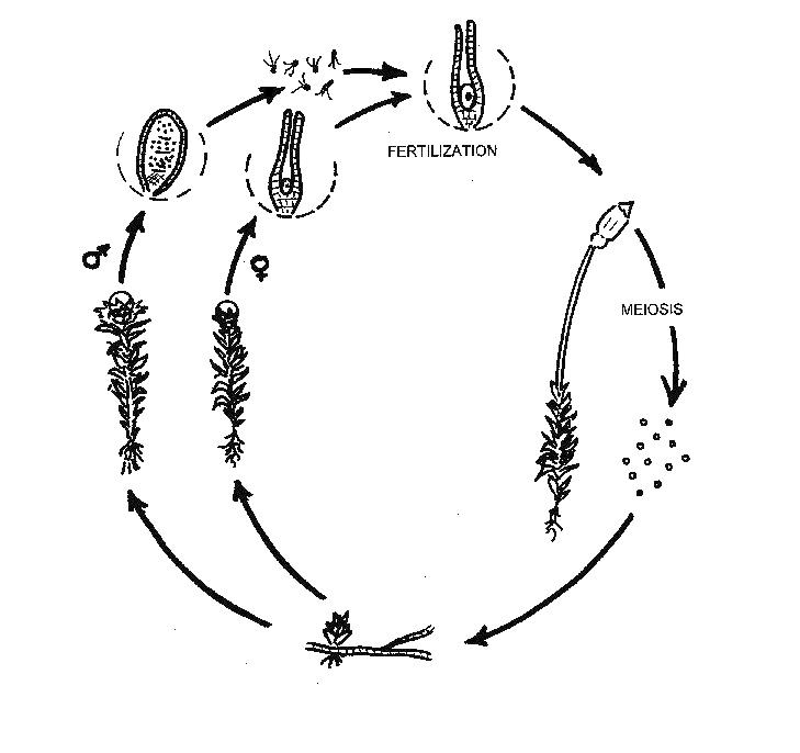 Life Cycle of a Labeled Moss Diagram Image