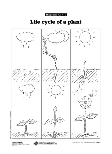Plant Life Cycle Seed Worksheet Image