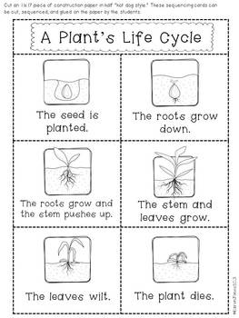 Plant Life Cycle Worksheet Kindergarten Image