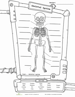4th Grade Science Skeleton Worksheets