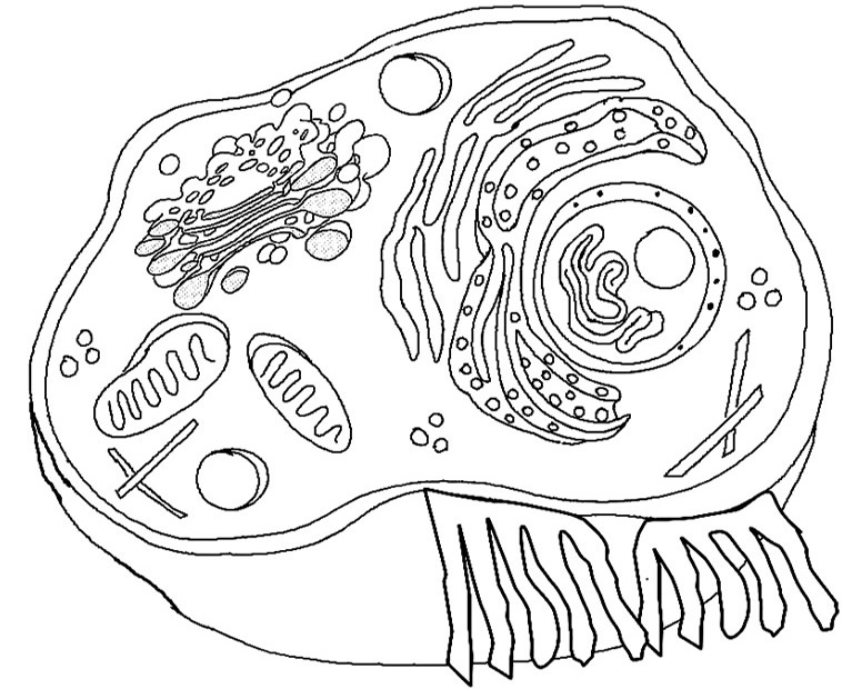 Animal Cell Coloring Answers Image
