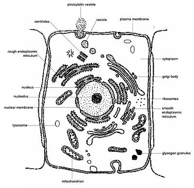 Animal Cell Electron Microscope Image