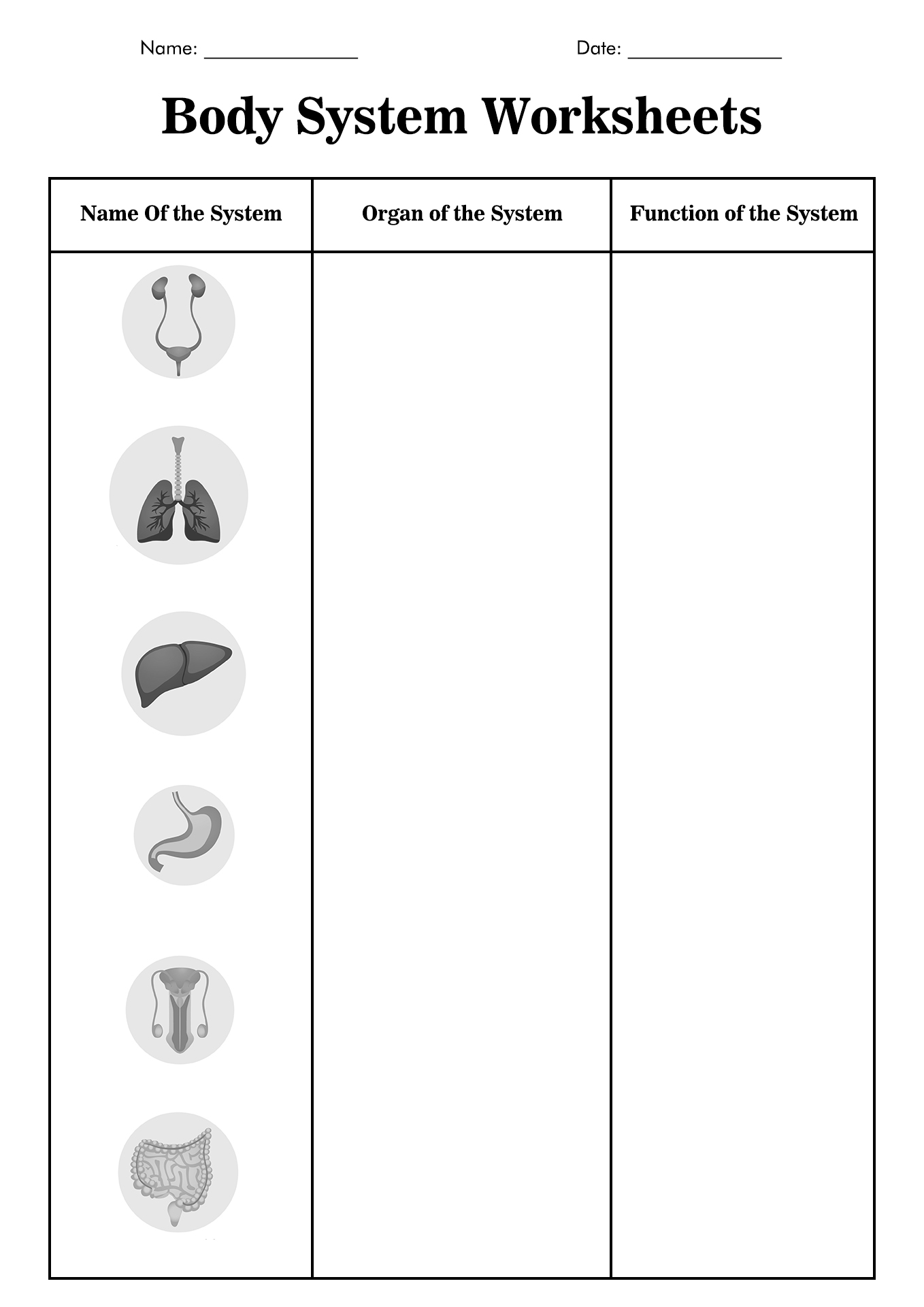 Body Systems Worksheets Image