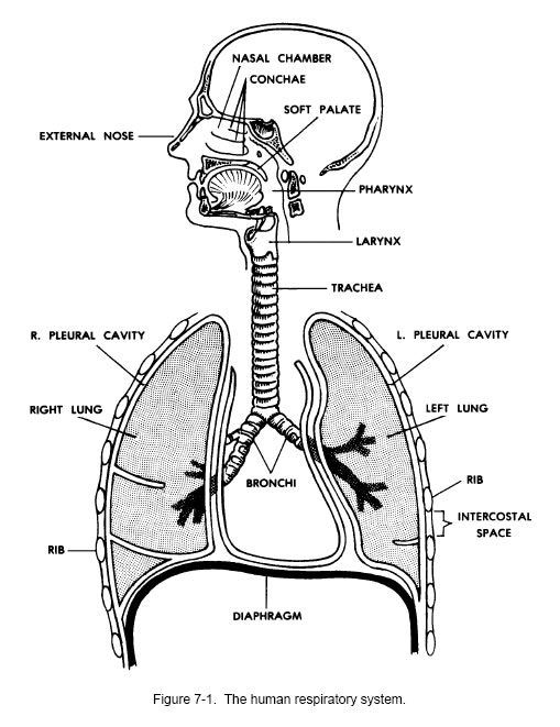 Human Respiratory System Diagram Labeled Image