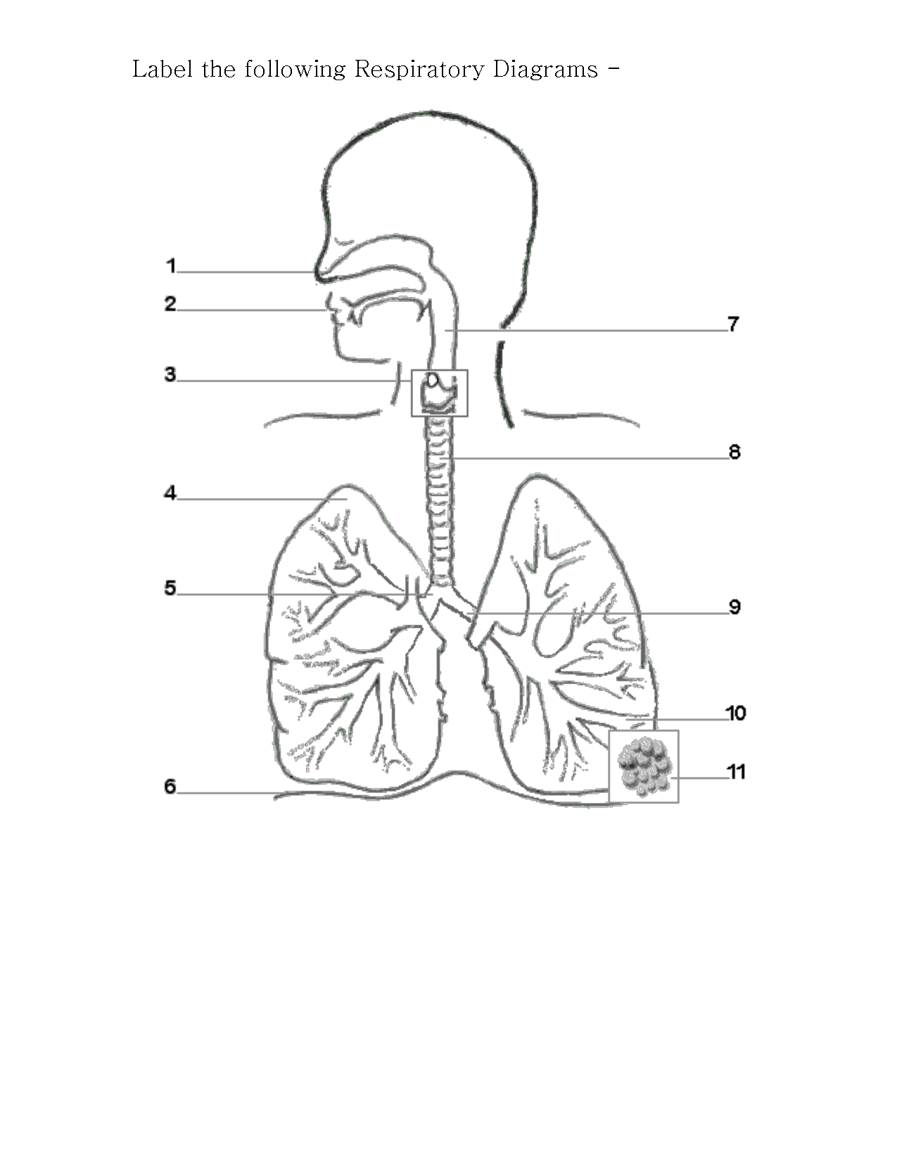 Respiratory System Diagram Worksheet Answers Image