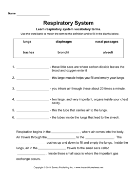 Respiratory System Worksheets Image