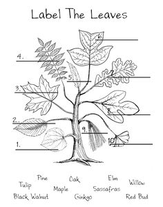 Leaves Worksheets Image