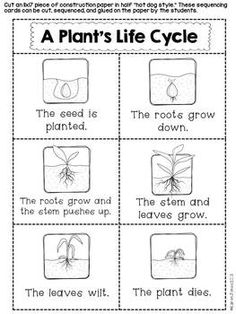 Plant Life Cycle Worksheet Kindergarten
