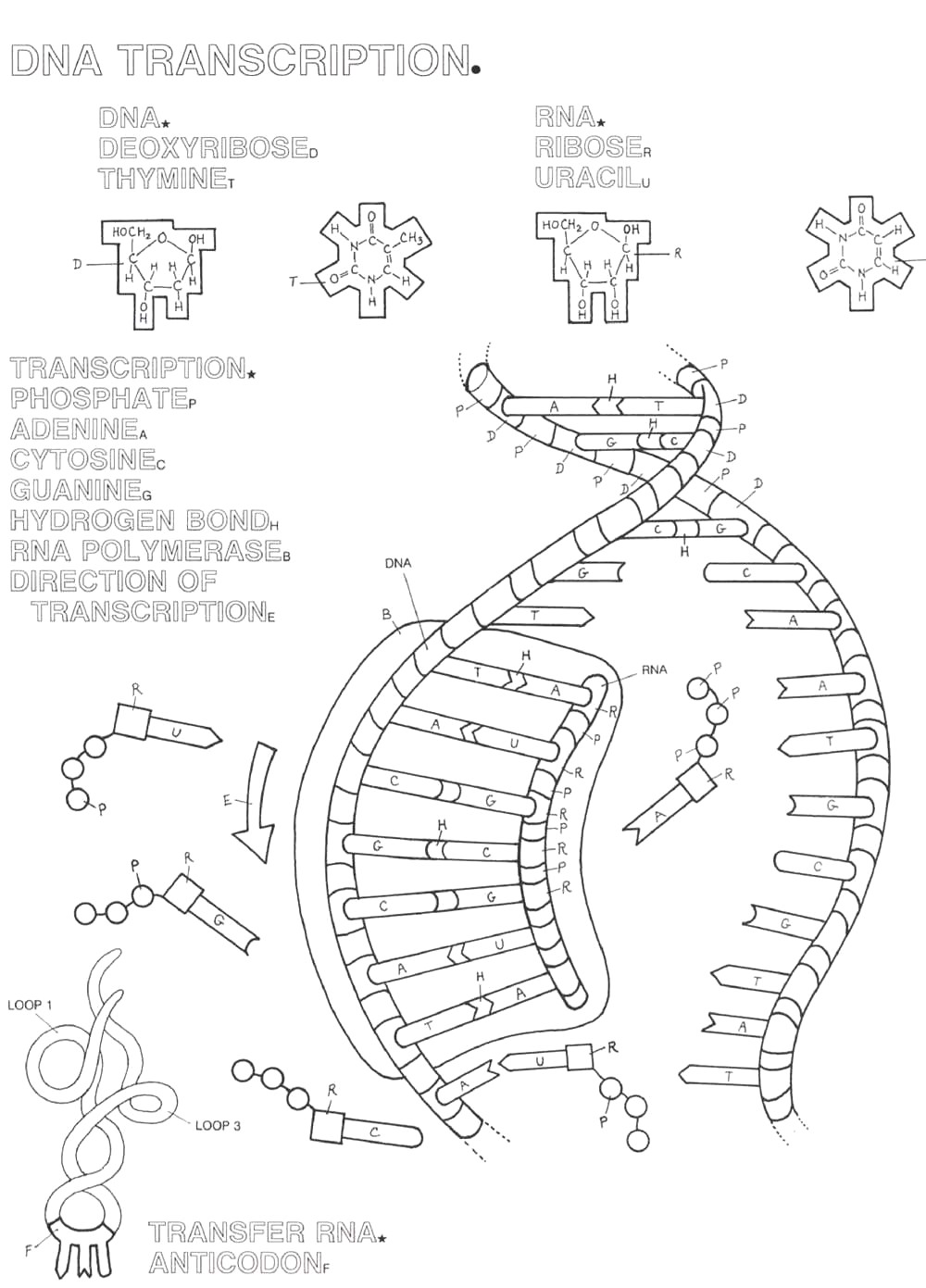DNA Coloring Transcription and Translation Image