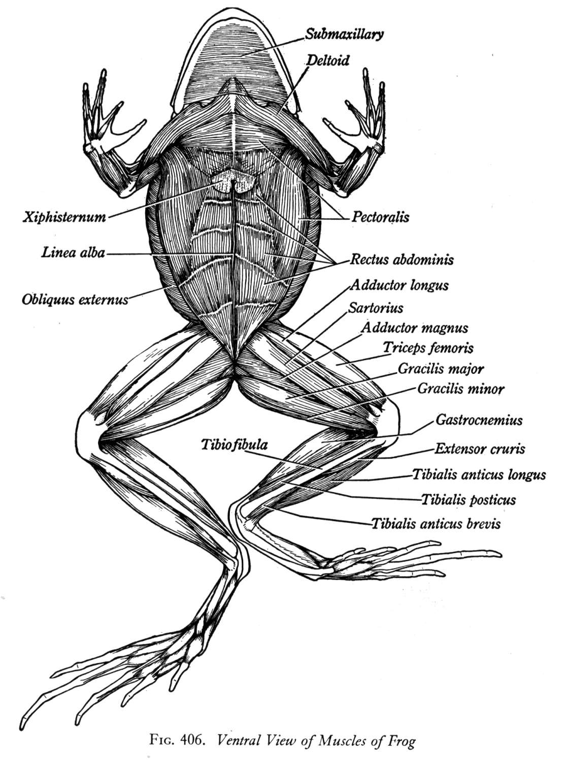 13 Frog Dissection Worksheet Worksheeto