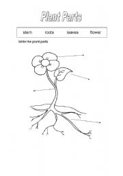 14 Parts Of A Plant Worksheet First Grade / worksheeto.com