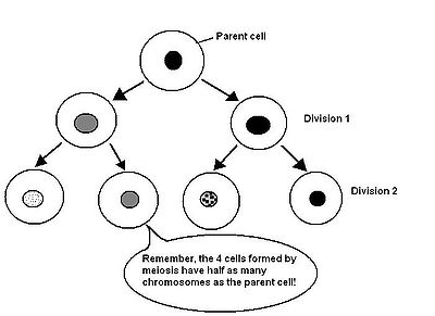 Animal Cell Division Diagram Image