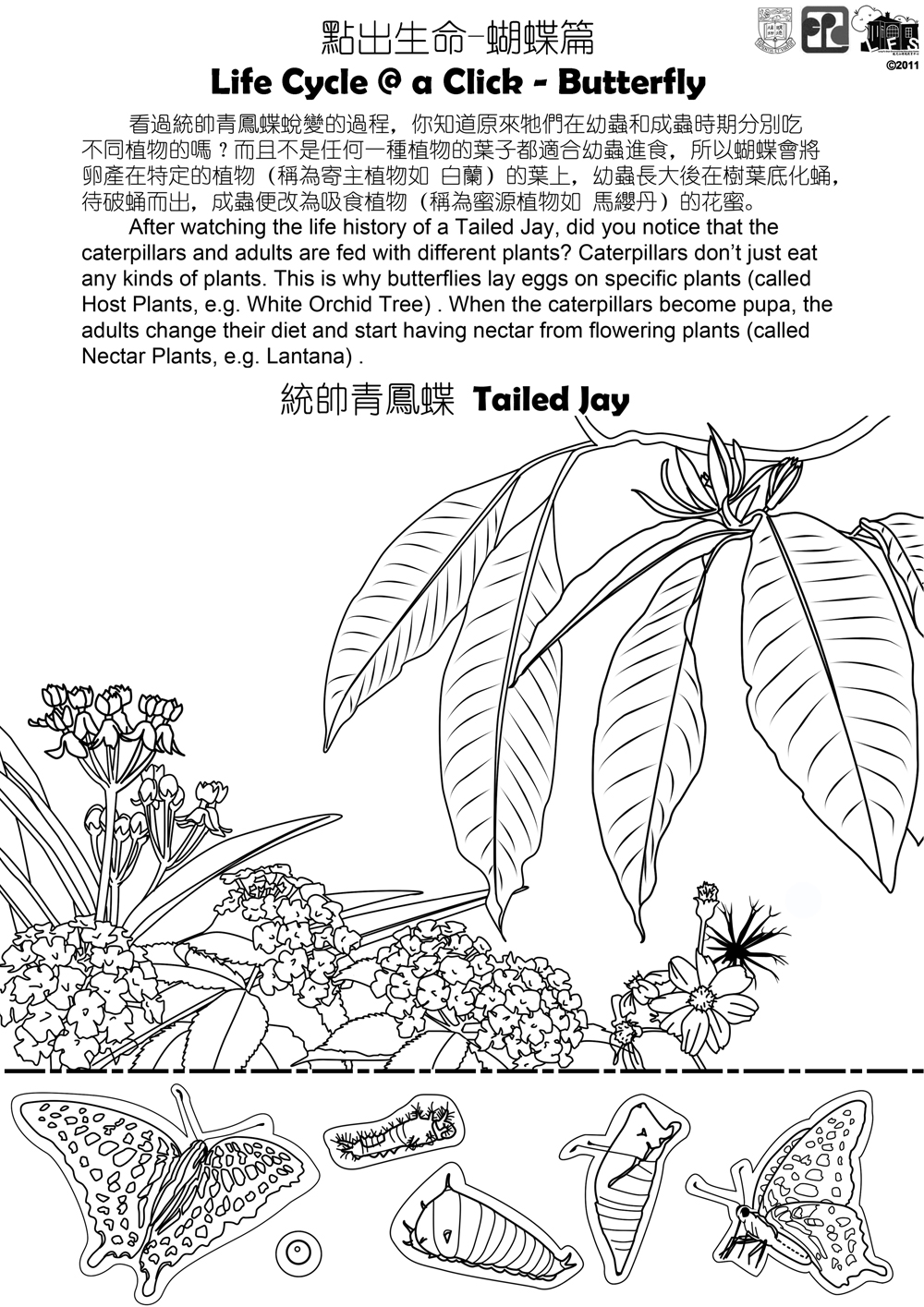15-frog-butterfly-life-cycle-worksheet-worksheeto