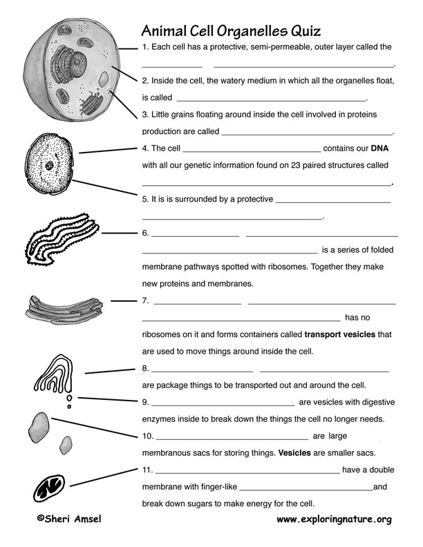Cell Organelles and Functions Worksheet Image
