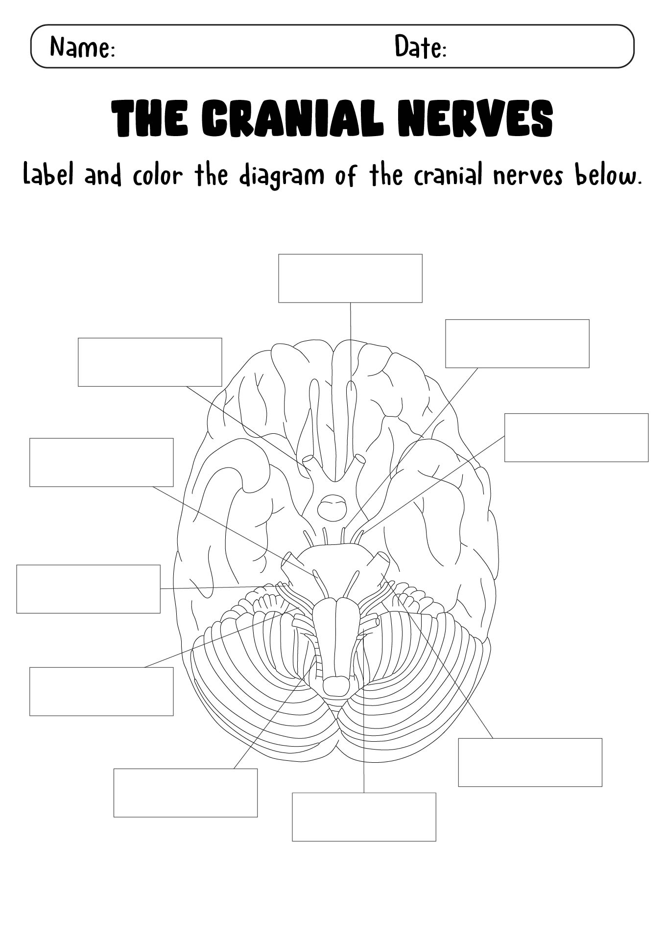 12 Anatomy Practice Worksheets Worksheeto