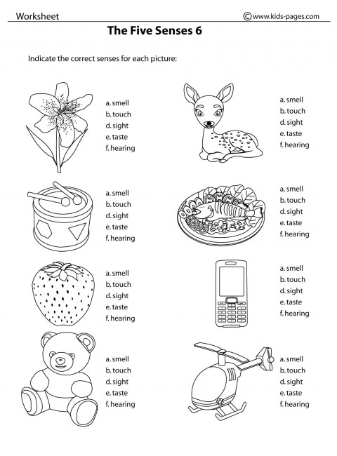 16-worksheets-our-five-senses-worksheeto