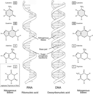 DNA and RNA Molecules Image