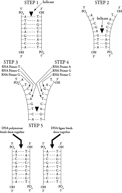 DNA Replication Steps Worksheet Image