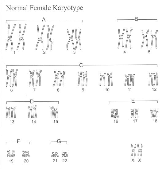 Biology Karyotype Worksheet Answer Key Image
