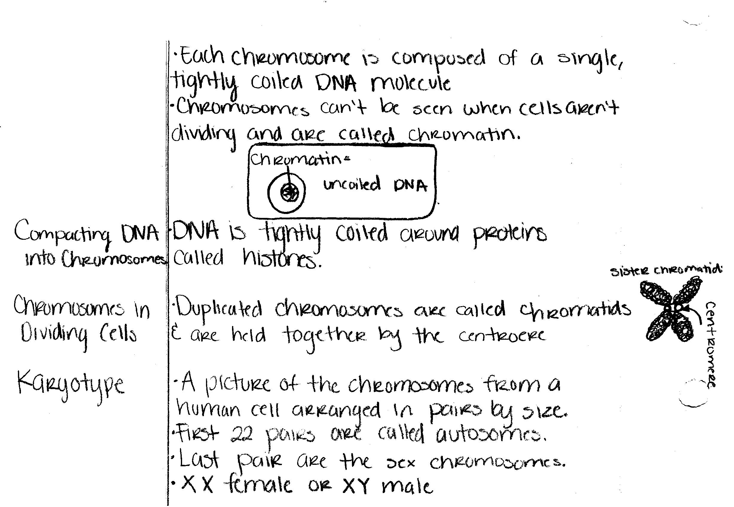 Biology Karyotype Worksheet Image