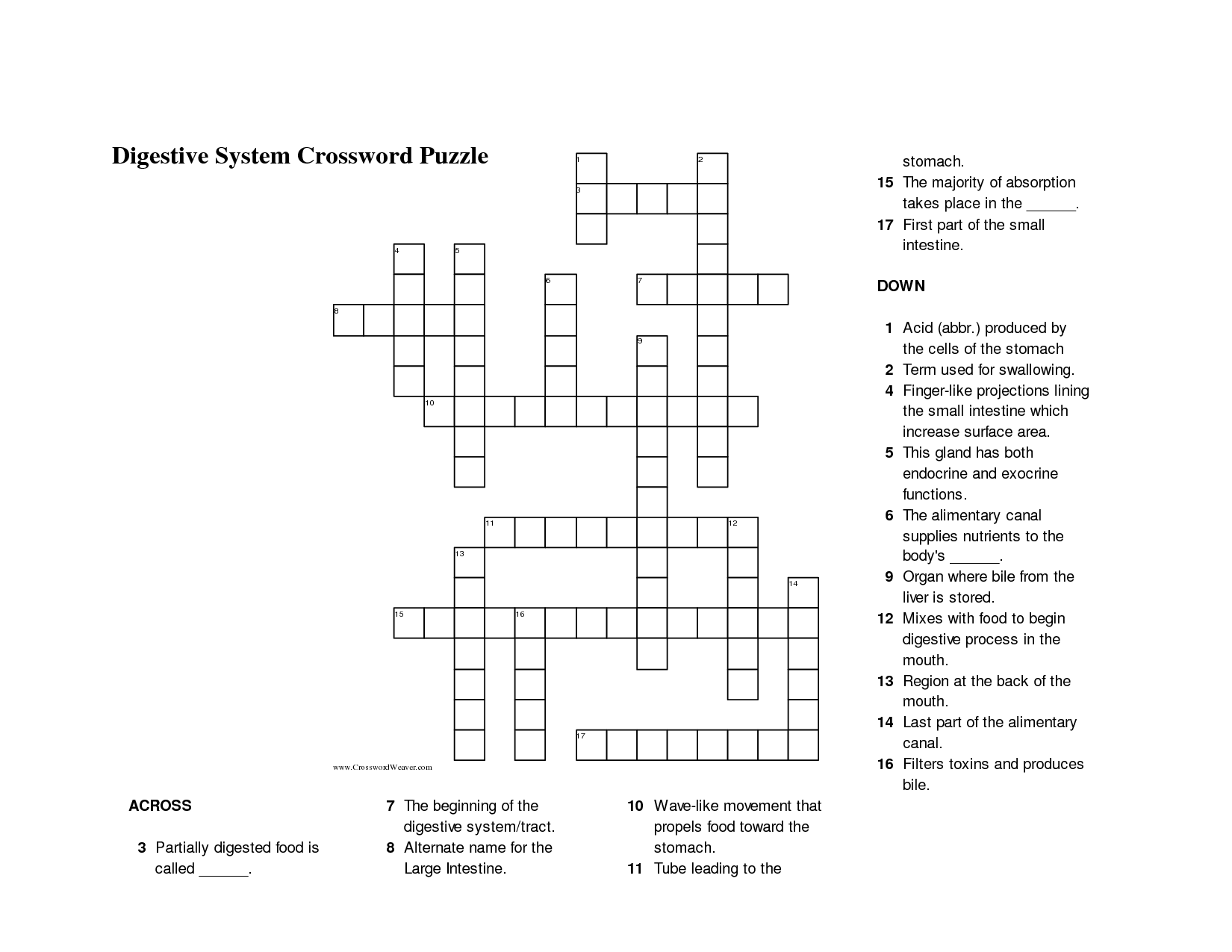 Digestive System Crossword Puzzle Image