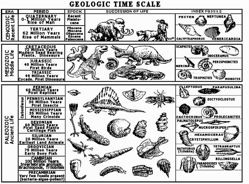 Geologic Time Scale with Index Fossils Image