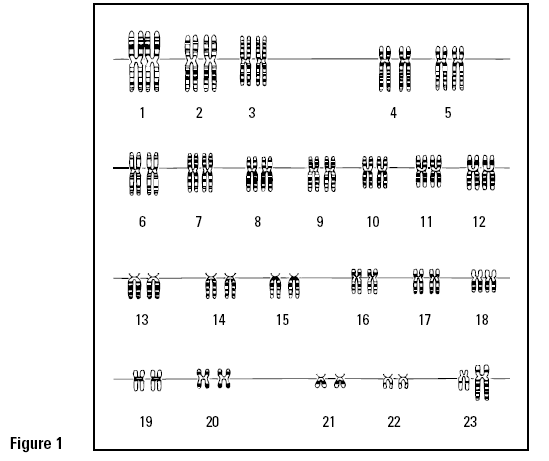 Human Karyotype Worksheet Answers