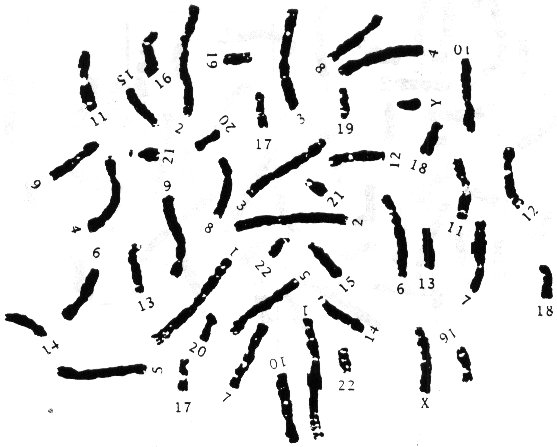 Human Karyotype Worksheet Image