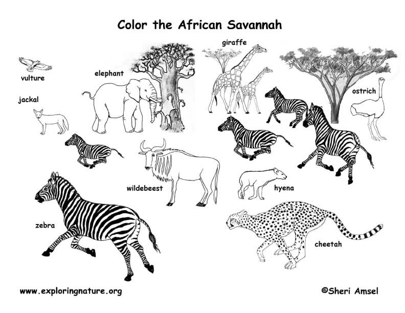 African Savanna Animals Coloring Page Image