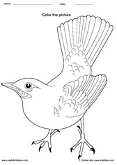 Bird Activity Worksheets Image