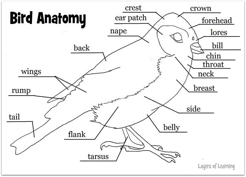 Bird Anatomy Worksheet Image