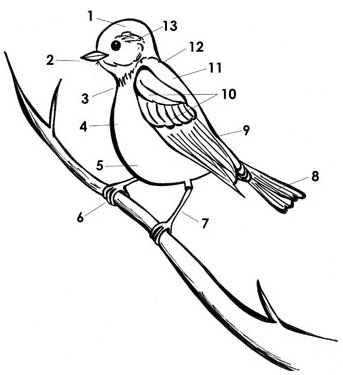 Bird Diagram Worksheet Image