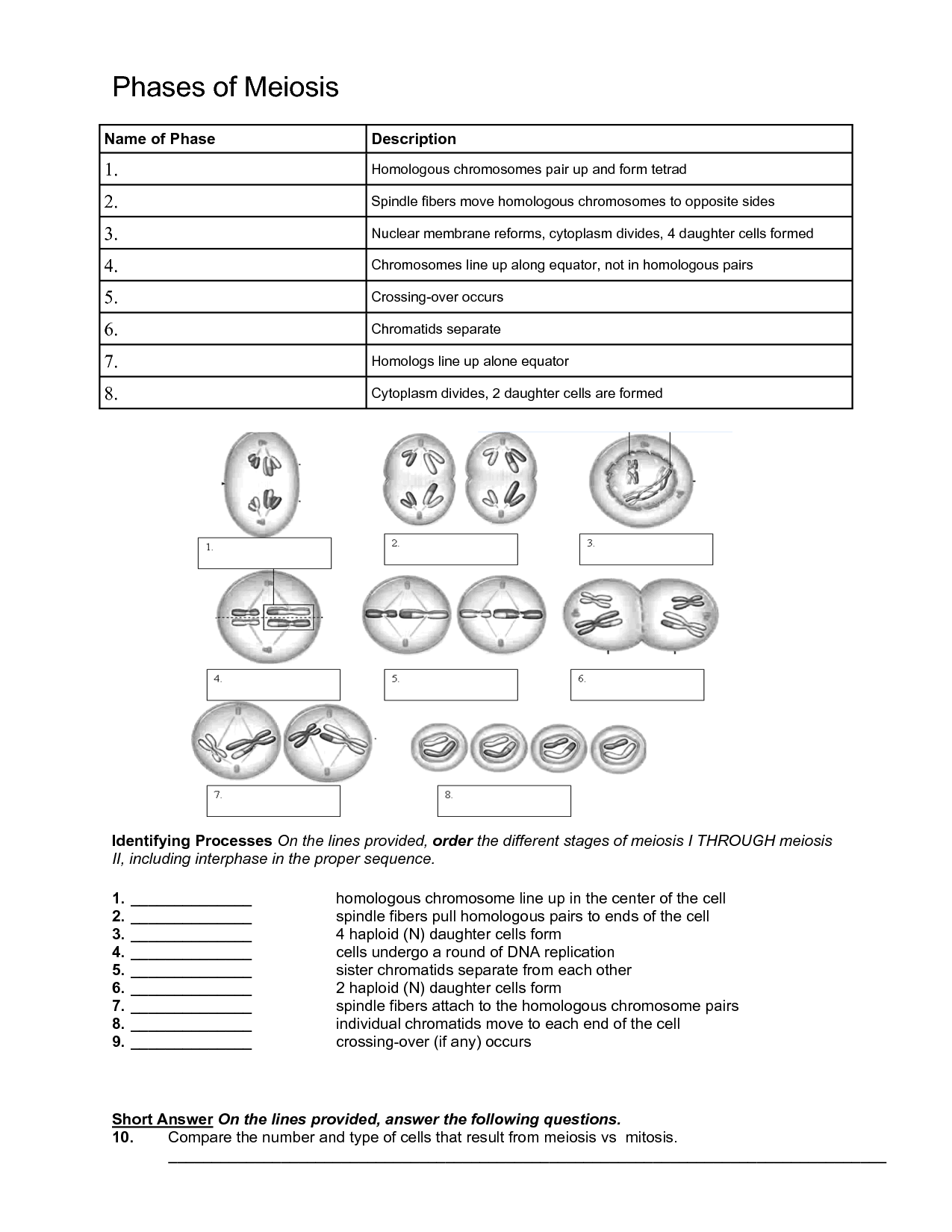 Meiosis Stages Worksheet Answers Image