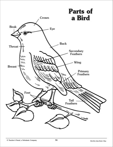 Parts of a Bird Worksheet Image