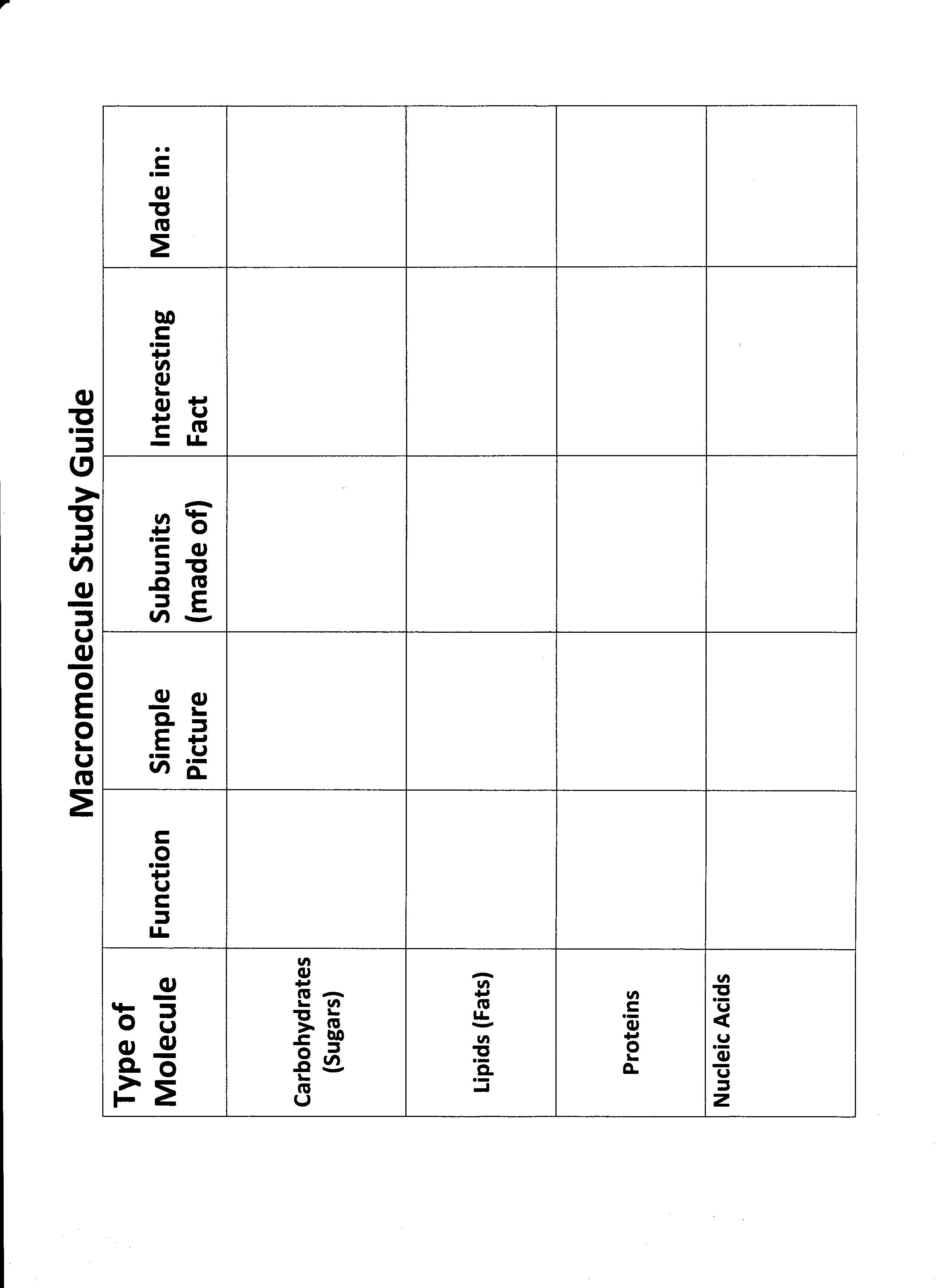 15-organic-macromolecules-worksheet-answers-worksheeto