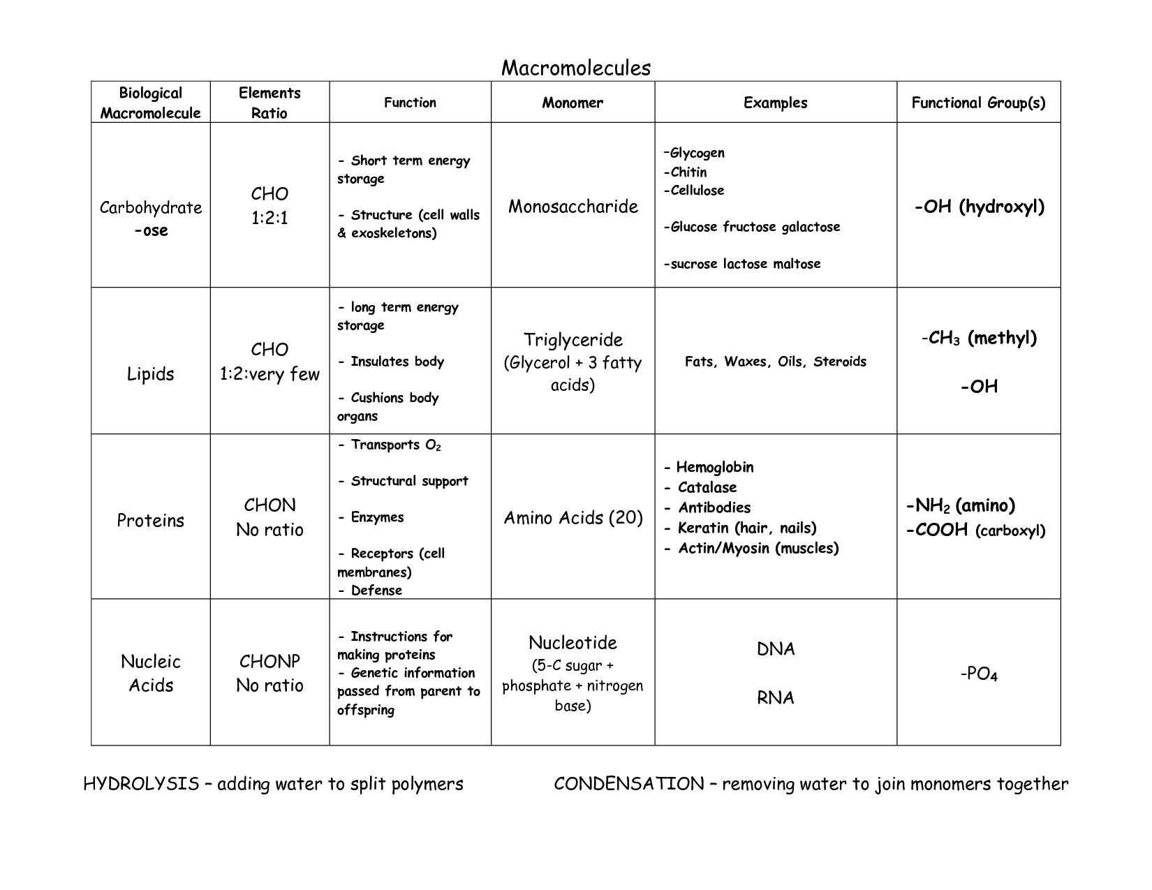 14-biological-molecules-worksheet-answers-worksheeto